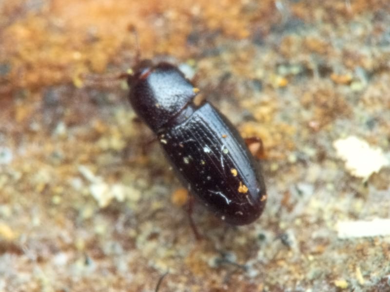 Cerylon histeroides (Fabricius, 1792)